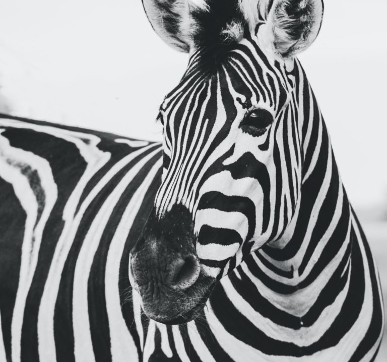 Medical zebras when stripes are hard to spot IP Inclusive