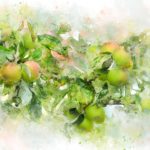 Watercolour-style image of apples on a tree