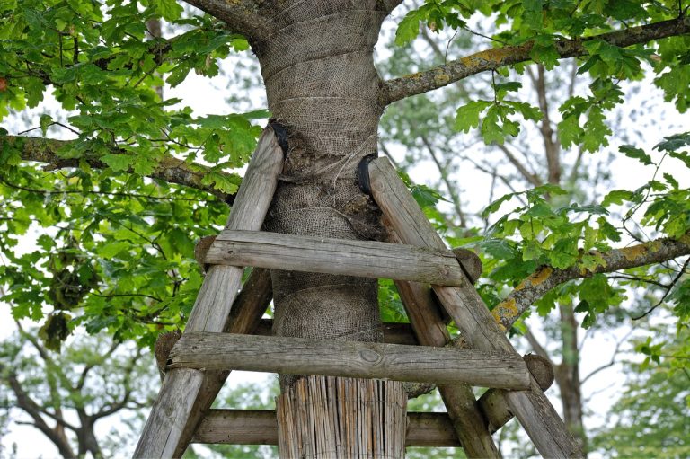 A tree, held up by strong wooden supports